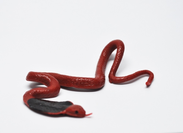 Красная плюющаяся кобра - Опасные змеи